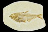 Bargain, Fossil Fish (Diplomystus) - Green River Formation #120481-1